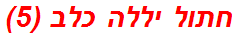 חתול יללה כלב (5)
