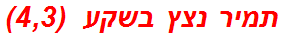 תמיר נצץ בשקע  (4,3)