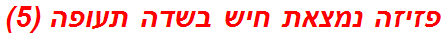 פזיזה נמצאת חיש בשדה תעופה (5)