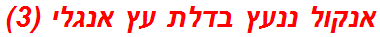 אנקול ננעץ בדלת עץ אנגלי (3)
