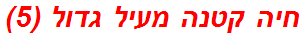 חיה קטנה מעיל גדול (5)